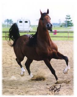 Hestar