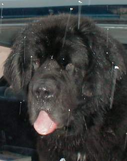 Hundar