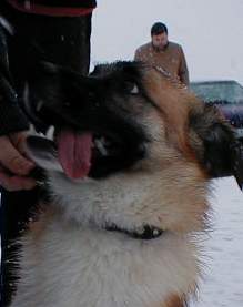 Hundar