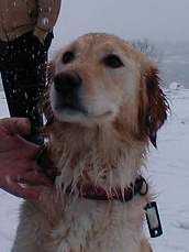 Hundar