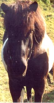 Hestar