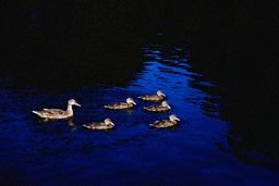 Andamamma kallar á lögreglu