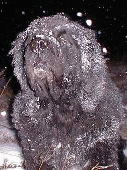 Hundar