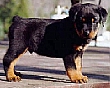 Hundar