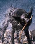 Veiði