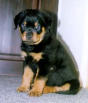 Hundar