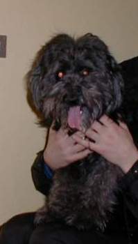Hundar