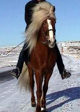 Hestar