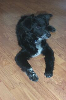 Hundar