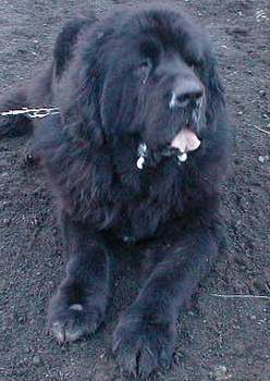 Hundar