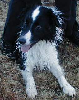 Hundar