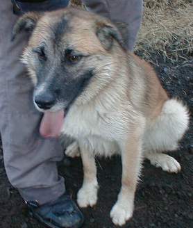 Hundar