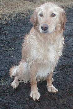 Hundar