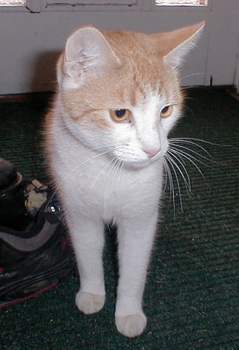 Kettir