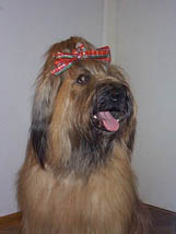 Hundar
