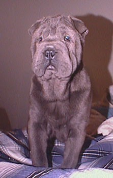 Hundar