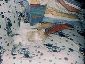 Kettir