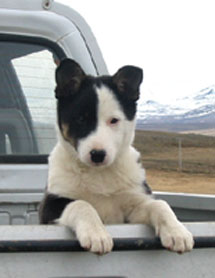 Hundar
