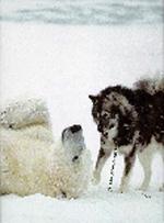 Hundar