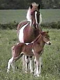 Hestar