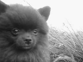 Hundar