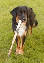 Hundar