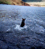 Hundar