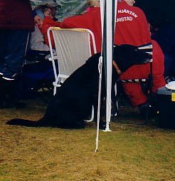 Hundar