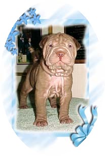 Hundar