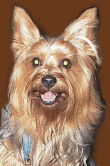 Hundar