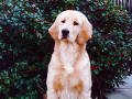 Hundar