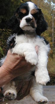 Hundar