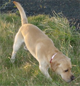 Hundar