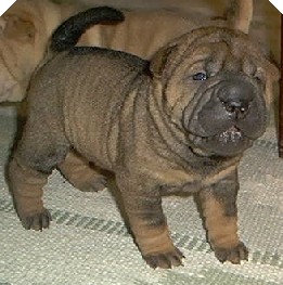 Hundar
