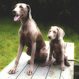 Hundar