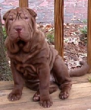 Hundar
