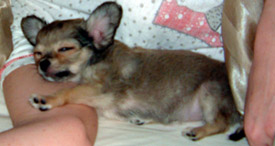 Hundar