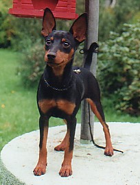Hundar