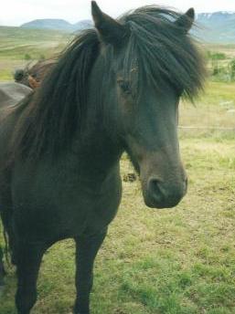 Hestar