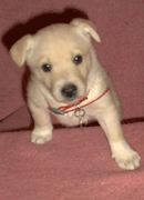 Hundar