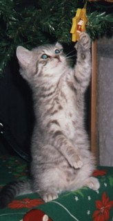 Kettir