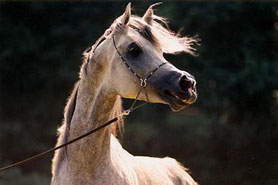 Hestar