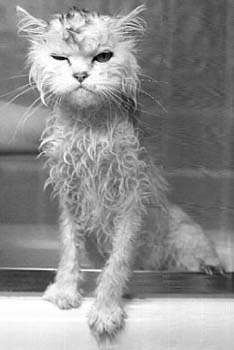 How To Wash A Cat