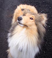 Hundar