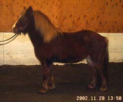 Hestar