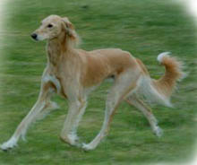 Hundar