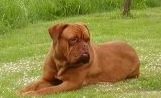 Hundar