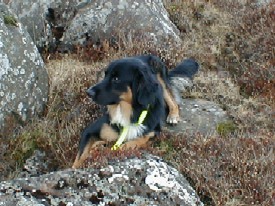 Hundar