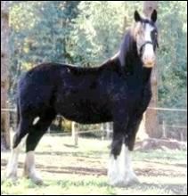 Hestar