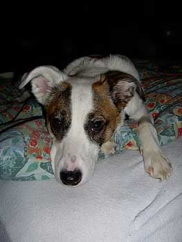 Hundar